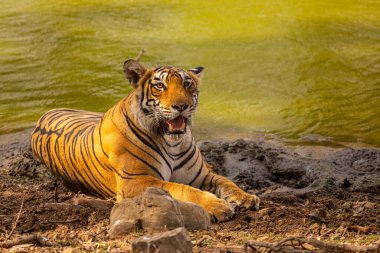 Amazing tiger in the nature habitat. Tiger pose during the golden light time. Wildlife scene with danger animal. Hot summer in India. Dry area with beautiful indian tiger. Panthera tigris.