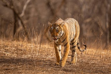 Amazing tiger in the nature habitat. Tiger pose during the golden light time. Wildlife scene with danger animal. Hot summer in India. Dry area with beautiful indian tiger. Panthera tigris.