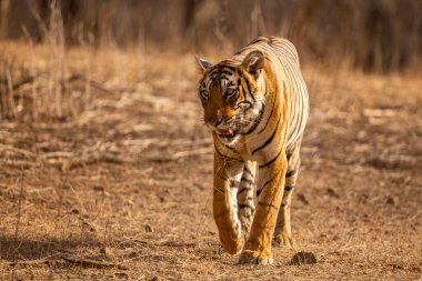 Amazing tiger in the nature habitat. Tiger pose during the golden light time. Wildlife scene with danger animal. Hot summer in India. Dry area with beautiful indian tiger. Panthera tigris.