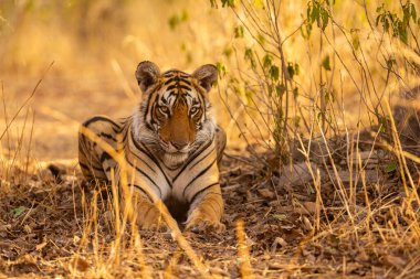 Amazing tiger in the nature habitat. Tiger pose during the golden light time. Wildlife scene with danger animal. Hot summer in India. Dry area with beautiful indian tiger. Panthera tigris.