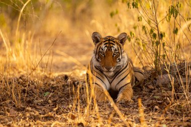 Amazing tiger in the nature habitat. Tiger pose during the golden light time. Wildlife scene with danger animal. Hot summer in India. Dry area with beautiful indian tiger. Panthera tigris.