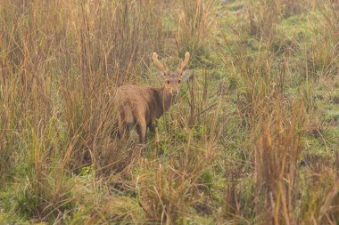 Hog deer on the grassland of kaziranga in assam