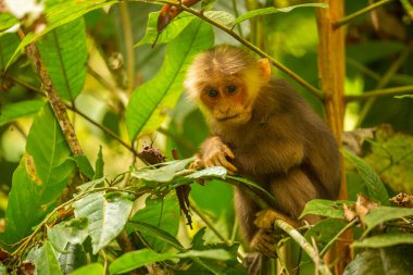 Stump-tailed macaque with a red face in green jungle/wild monkey in the beautiful indian jungle/gibbon wildlife sanctuary in India