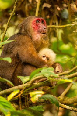 Stump-tailed macaque with a red face in green jungle/wild monkey in the beautiful indian jungle/gibbon wildlife sanctuary in India