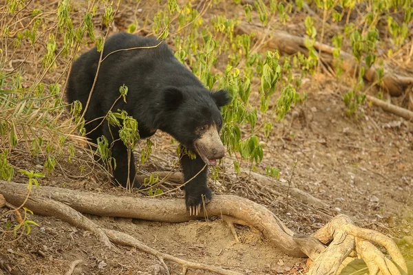 Beautiful Very Rare Sloth Bear Nature Habitat India Stock Image