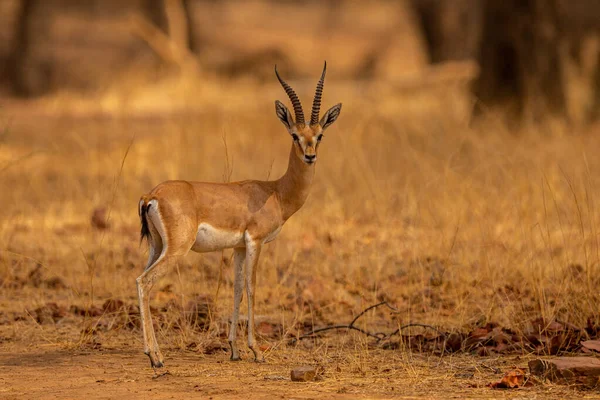 Indian Gazell Male Beautiful Place India Wild Animal Nature Habitat Jogdíjmentes Stock Képek