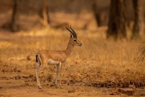 Indian Gazell Male Beautiful Place India Wild Animal Nature Habitat lizenzfreie Stockfotos