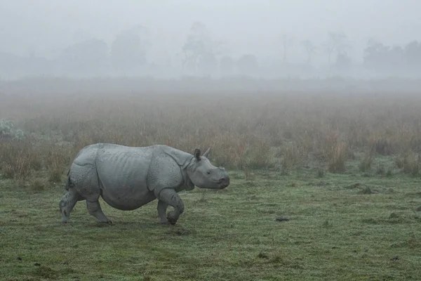 Really Big Endangered Indian Rhinoceros Male Nature Habitat Kaziranga National Стокова Картинка