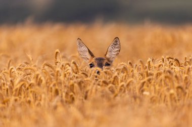 Roe deer male on the magical green grassland, european wildlife, wild animal in the nature habitat, deer rut in czech republic.