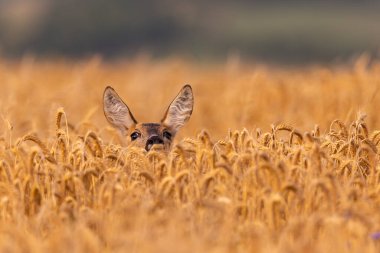 Roe deer male on the magical green grassland, european wildlife, wild animal in the nature habitat, deer rut in czech republic.