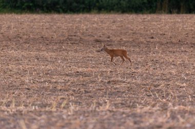 Roe deer male on the magical green grassland, european wildlife, wild animal in the nature habitat, deer rut in czech republic.