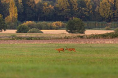 Roe deer male on the magical green grassland, european wildlife, wild animal in the nature habitat, deer rut in czech republic.
