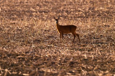 Roe deer male on the magical green grassland, european wildlife, wild animal in the nature habitat, deer rut in czech republic.