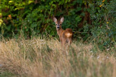 Roe deer male on the magical green grassland, european wildlife, wild animal in the nature habitat, deer rut in czech republic.