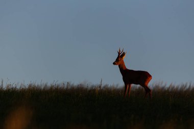 Roe deer male on the magical green grassland, european wildlife, wild animal in the nature habitat, deer rut in czech republic.