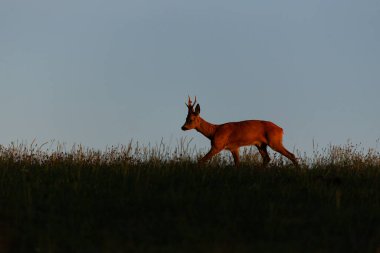 Roe deer male on the magical green grassland, european wildlife, wild animal in the nature habitat, deer rut in czech republic.
