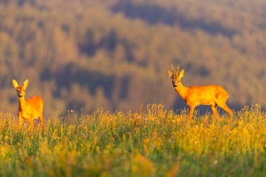 Roe deer male on the magical green grassland, european wildlife, wild animal in the nature habitat, deer rut in czech republic.