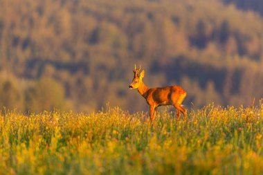 Roe deer male on the magical green grassland, european wildlife, wild animal in the nature habitat, deer rut in czech republic.
