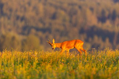 Roe deer male on the magical green grassland, european wildlife, wild animal in the nature habitat, deer rut in czech republic.