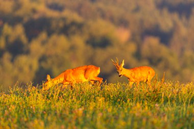 Roe deer male on the magical green grassland, european wildlife, wild animal in the nature habitat, deer rut in czech republic.