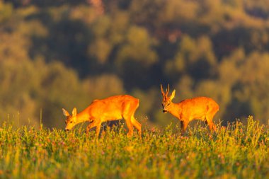 Roe deer male on the magical green grassland, european wildlife, wild animal in the nature habitat, deer rut in czech republic.