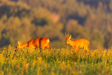 Roe deer male on the magical green grassland, european wildlife, wild animal in the nature habitat, deer rut in czech republic.