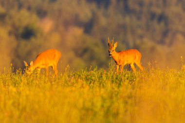 Roe deer male on the magical green grassland, european wildlife, wild animal in the nature habitat, deer rut in czech republic.