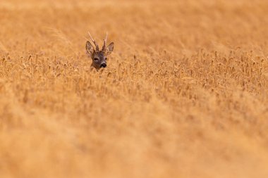Roe deer male on the magical green grassland, european wildlife, wild animal in the nature habitat, deer rut in czech republic.