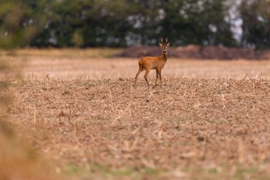 Roe deer male on the magical green grassland, european wildlife, wild animal in the nature habitat, deer rut in czech republic.