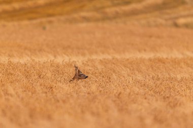 Roe deer male on the magical green grassland, european wildlife, wild animal in the nature habitat, deer rut in czech republic.