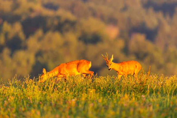 Roe deer male on the magical green grassland, european wildlife, wild animal in the nature habitat, deer rut in czech republic.