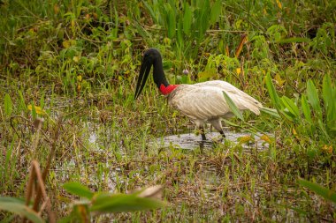 Güzel bir brasilian Pantanal 'ının bataklıklarında Jabiru leyleği. Güney Amerika 'da güzel ve büyük bir kuş. Jabiru bakterisi.