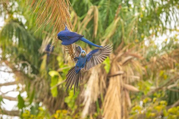 Hyacinth Macaw Close Palm Tree Nature Habitat Wild Brasil Brasilian — Stock Photo, Image