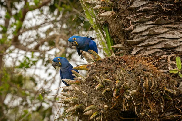金银花紧贴在棕榈树上的自然栖息地 野生的罗勒 布拉希利亚野生动物 最大的鹦鹉 蓝色魔法 棕榈坚果 — 图库照片
