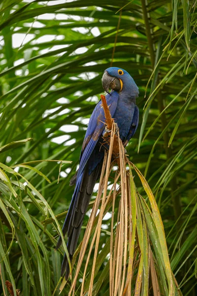 金银花紧贴在棕榈树上的自然栖息地 野生的罗勒 布拉希利亚野生动物 最大的鹦鹉 蓝色魔法 棕榈坚果 — 图库照片