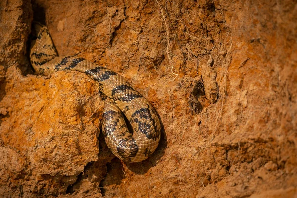 Vadon Élő Kígyó Zár Megjelöl Természeti Élőhelyek Vad Brasil Brazil — Stock Fotó
