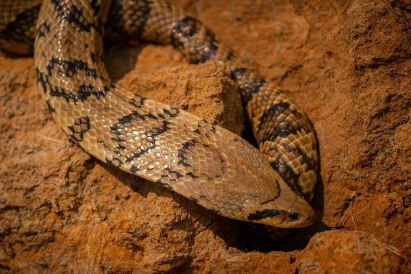 野生のヘビは自然の生息地 野生のブラジル ブラジルの野生動物 パンタナール 緑のジャングル 南アメリカの自然 Dangereous 偽のコブラのクローズ アップ — ストック写真