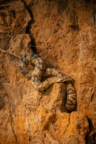 野生のヘビは自然の生息地 野生のブラジル ブラジルの野生動物 パンタナール 緑のジャングル 南アメリカの自然 Dangereous 偽のコブラのクローズ アップ — ストック写真