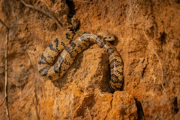 Wilde Schlange Aus Nächster Nähe Der Natur Wildes Brasilien Brasilianische — Stockfoto