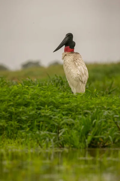 Jabiru Cegonha Nas Zonas Húmidas Belo Pantanal Brasileiro Pássaro Bonito — Fotografia de Stock