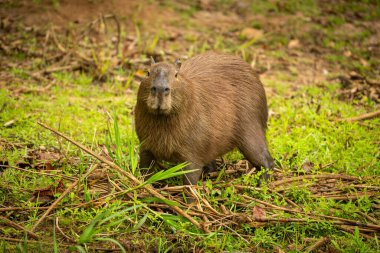 Capybara in the nature habitat of northern pantanal. Biggest rondent, wild america, south american wildlife.