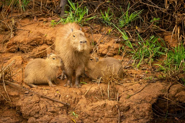 Capybara Nature Habitat Northern Pantanal Biggest Rondent Wild America South Stockfoto