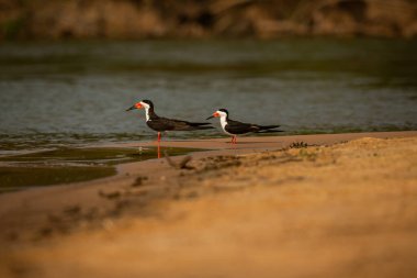 Majestic and colourfull bird in the nature habitat. Birds of northern Pantanal, wild brasil, brasilian wildlife full of green jungle.