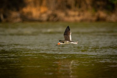 Majestic and colourfull bird in the nature habitat. Birds of northern Pantanal, wild brasil, brasilian wildlife full of green jungle.