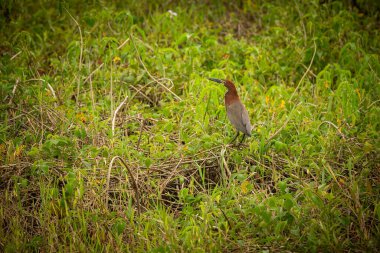 Majestic and colourfull bird in the nature habitat. Birds of northern Pantanal, wild brasil, brasilian wildlife full of green jungle.