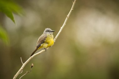 Majestic and colourfull bird in the nature habitat. Birds of northern Pantanal, wild brasil, brasilian wildlife full of green jungle.