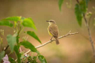 Majestic and colourfull bird in the nature habitat. Birds of northern Pantanal, wild brasil, brasilian wildlife full of green jungle.