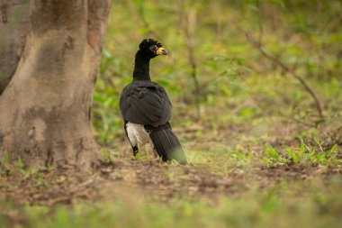 Majestic and colourfull bird in the nature habitat. Birds of northern Pantanal, wild brasil, brasilian wildlife full of green jungle.