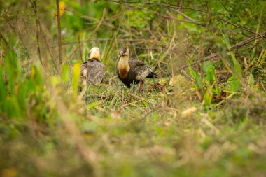 Majestic and colourfull bird in the nature habitat. Birds of northern Pantanal, wild brasil, brasilian wildlife full of green jungle.