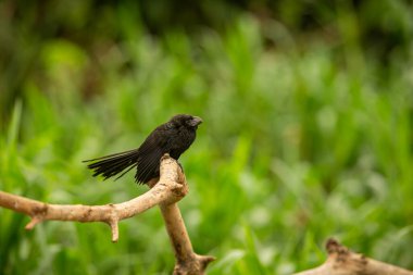 Majestic and colourfull bird in the nature habitat. Birds of northern Pantanal, wild brasil, brasilian wildlife full of green jungle.